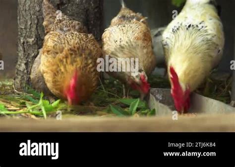 Chickens Peck At Grain In The Coop Chickens Are Eating Grains In The