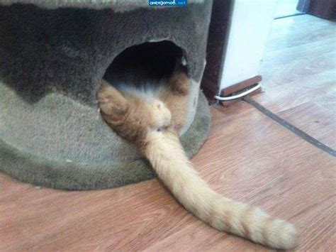 Где можно обнаружить кота