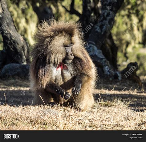 Gelada Baboon - Image & Photo (Free Trial) | Bigstock