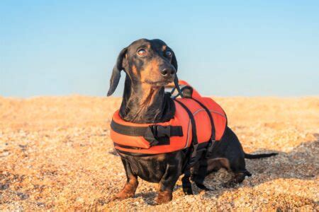 Doxin, Doxen, Doxie, or Dachshund? 11 Facts About This Weiner Dog