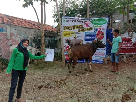 SAPI QURBAN 2020 No Sapi 45 GoQurban Jual Kambing Domba Sapi