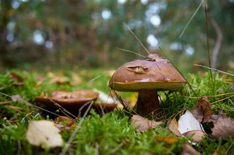 Szafranowa Czapeczka Do Mleka Lactarius Deliciosus Grzyb Vel Czerwone