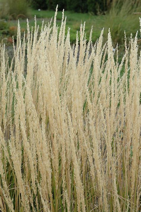 Karl Foerster Reed Grass Calamagrostis X Acutiflora Karl Foerster At Gertens Ornamental