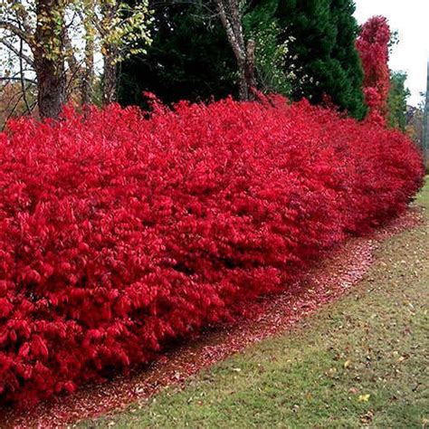 Dwarf Burning Bush For Sale Online Greener Earth Nursery