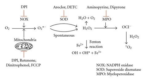 Generation And Inhibition Of Ros In Neutrophils The Generation Of Download Scientific Diagram