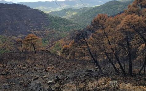 Comienza en enero la segunda fase de restauración de la zona afectada