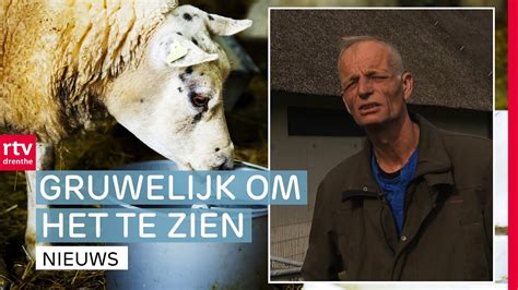 Schapen Sterven Door Blauwtong Cel Voor Brute Doodslag Drenthe Nu