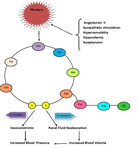 Vasopressin