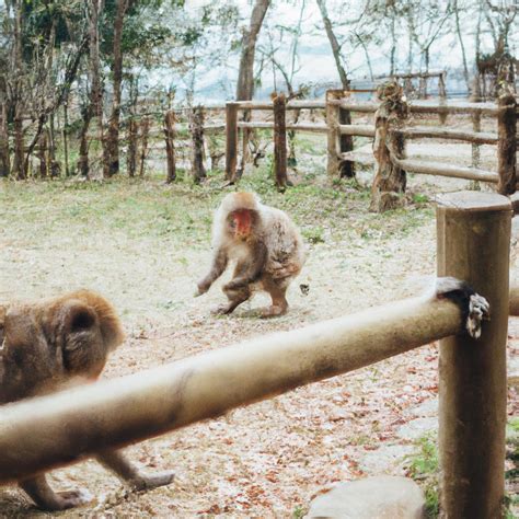 Monkey Parks in Japan: A Traveler's Guide - TooLacks