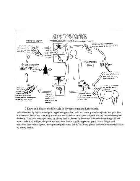 Blood And Tissue Flagellates Draw And Discuss The Life Cycle Of