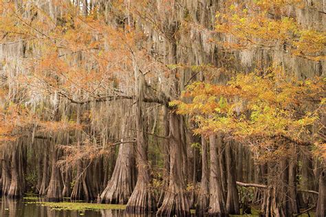 Autumn Colors Of Bald Cypress Forest Caddo Lake In Texas Photograph