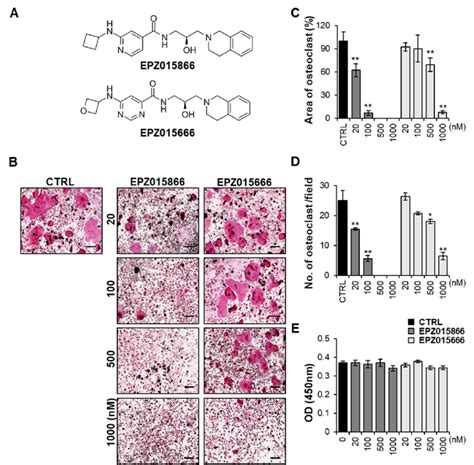 Epz Compounds Attenuated Rankl Induced Osteoclast Differentiation A