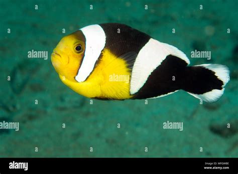 Saddleback Anemonefish Amphiprion Polymnus Raja Ampat Indonesia Stock