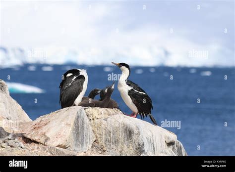 Birds in Antarctica Stock Photo - Alamy