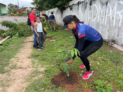 Projeto Arboriza Monte Alegre substitui árvores exóticas por plantas