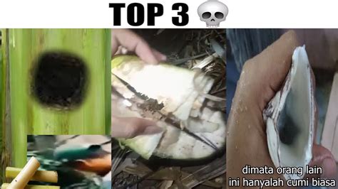 Gedebog Pisang VS Kelapa VS Cumi YouTube