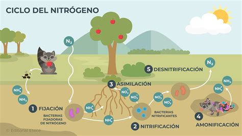 Ciclo Del Nitr Geno Qu Es Etapas Y Su Importancia