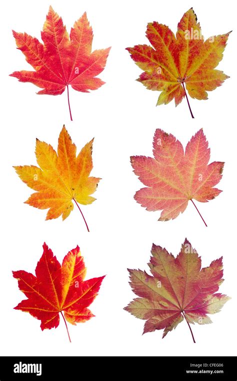 Colorful Assortment Of Fall Vine Maple Leaves Isolated On White Stock