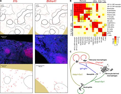 Identification Of Spatially Resolved Gene Expression Patterns And Download Scientific Diagram