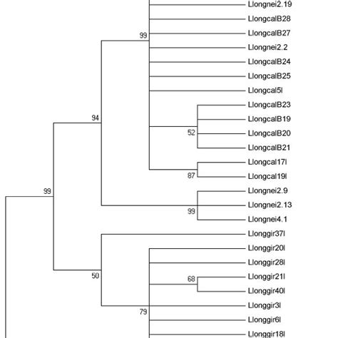 Dendrograma De Neighbor Joining Con El Modelo K2p Y Bootstrapp De 1000