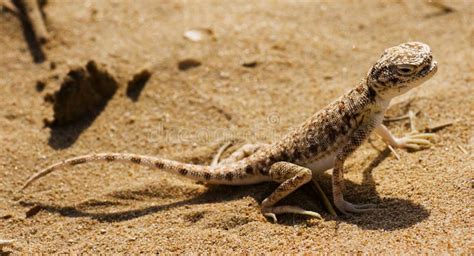 Arabian Lizard Stock Image Image Of Lizzard Sandunique 7097423