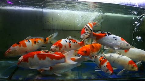 Kecantikan Ikan Koi Di Dalam Aquarium Ikan Hias Air Tawar Youtube