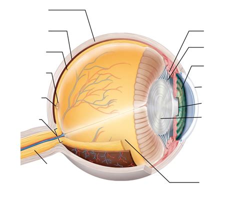 Diagram Of Internal Anatomy Of The Eye Quizlet