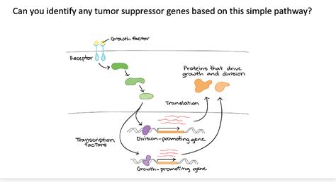 Can you identify any tumor suppressor genes based on | Chegg.com