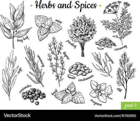 Herbs And Spices Hand Drawn Royalty Free Vector Image