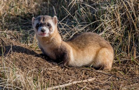 150 Angry Weasel Stock Photos Pictures And Royalty Free Images Istock