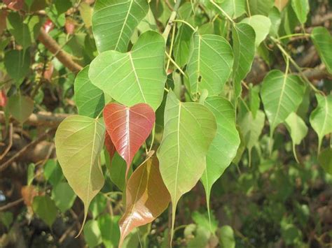 Organic Peepal Leaves – GreenDNA® India