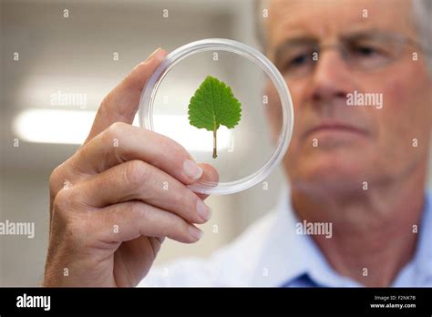 Caucasian Scientist Examining Leaf In Laboratory Stock Photo Alamy