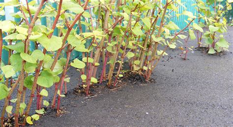 Eradicate Japanese Knotweed Greenova Ltd