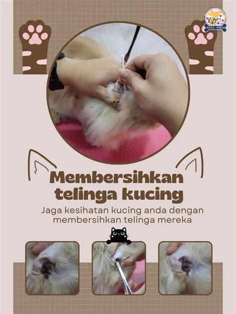 Penjagaan Telinga Untuk Kucing Anda Di Sini 🐱👂🏻 Galeri Disiarkan