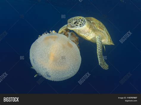 Green Sea Turtle Eating Jellyfish