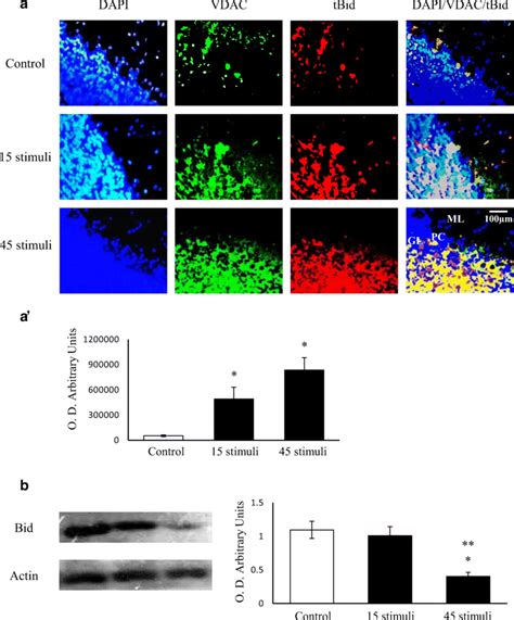 (A) Photomicrographs processed with immunohistochemistry assay (40× ... 
