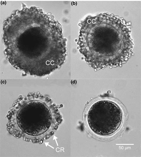 Representative Examples Of Oocyte Morphological Categorisation A