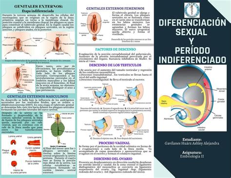 Diferencia Sexual Y Período Indiferenciado Ashley Alejandra Gavilanes Huárz Udocz