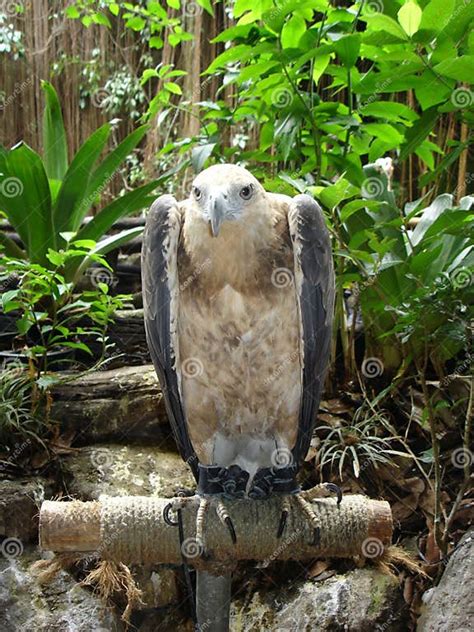 The Philippine Eagle In Ark Avilon Stock Photo Image Of Bird Exotic