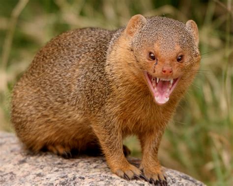 Mongoose | Animal Wildlife