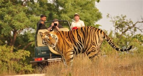 Shuklaphanta National Park Dudhwa National Park Tour