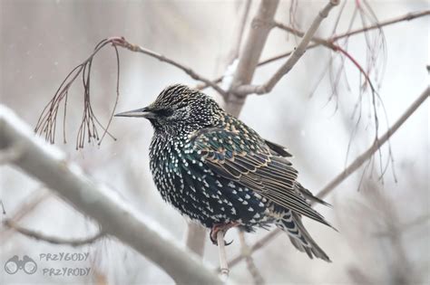 Szpak Sturnus Vulgaris Opis I Charakterystyka Szpaka