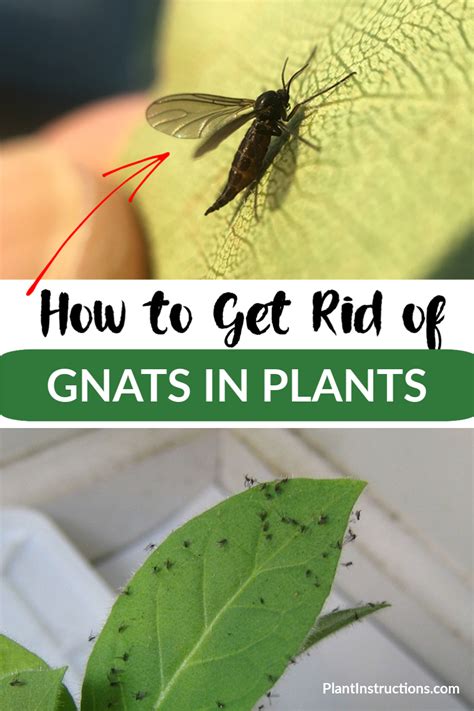 How To Get Rid Of Flying Bugs In House Plants