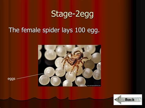 Ppt The Life Cycle Of A Spider Powerpoint Presentation Free Download Id5531627