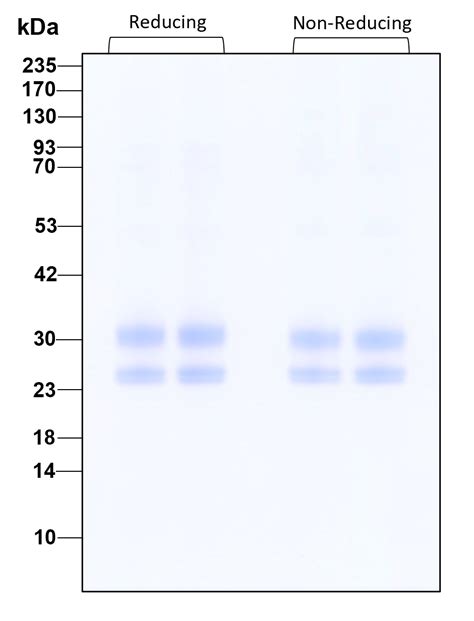 Proteintech Il Endotoxin Free Recombinant Protein Human Cell