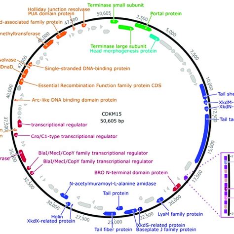 Phylogenetic Tree Based On Whole Genome Comparison Of C Difficile