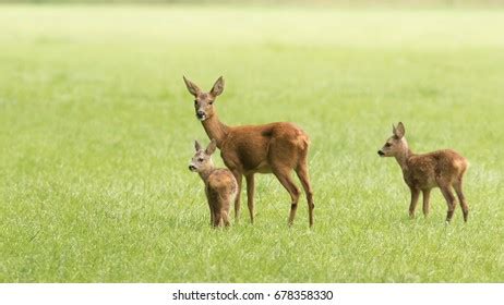 Roe Deer Fawn Stock Photo 678358330 | Shutterstock