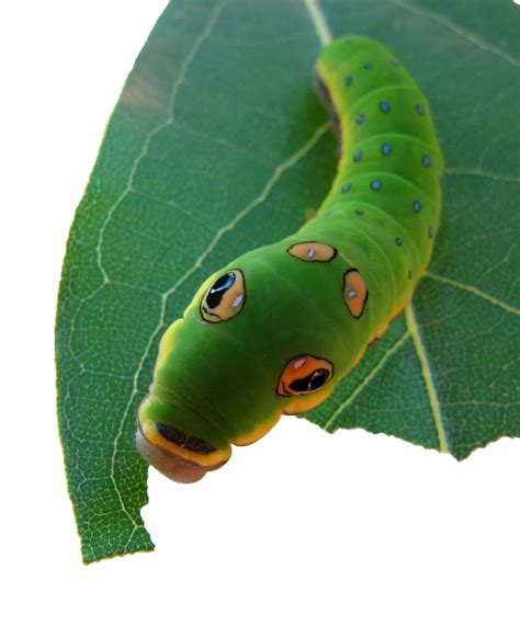 Amazing Caterpillars Weird Beautiful Colorful Caterpillars Most