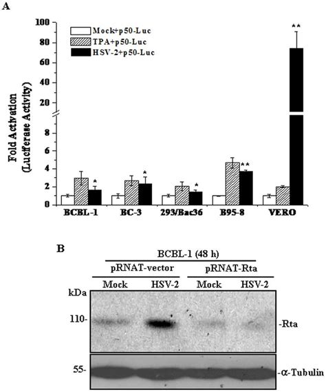 Hsv Activates Kshv Lytic Cycle Replication Via Rta A Hsv