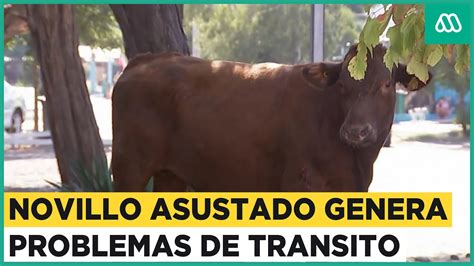 Vaca asustada causa problemas de tránsito Animal se habría escapado de